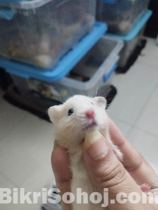 Syrian cream and white banded Hamster